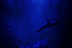 dolphins_72